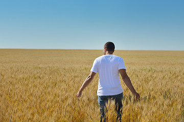 Image showing man in wheat field