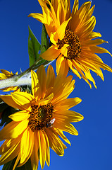 Image showing Sunflowers