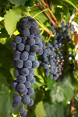 Image showing Grape