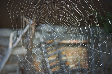 Image showing Spider web