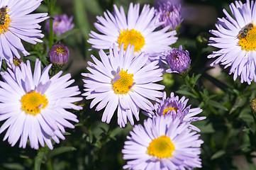 Image showing Chrysanthemum.