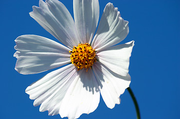 Image showing Cosmea flower.