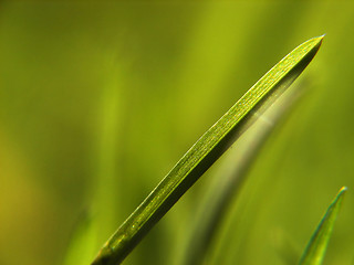 Image showing green grass background