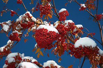 Image showing Ashberry under the snow