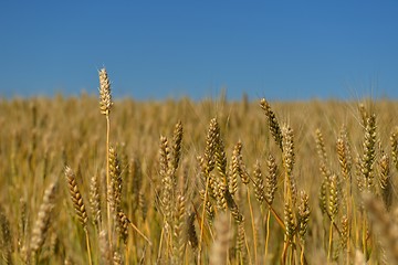 Image showing wheat field with blue sky in background