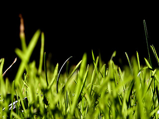 Image showing green grass background