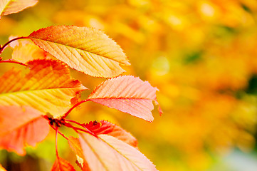 Image showing autumn orange leafs background