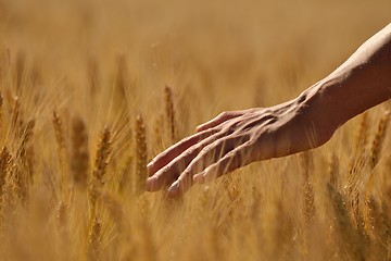 Image showing hand in wheat field