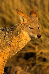 Image showing Portrait of a jackal
