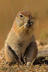 Image showing Portrait of a whistling rat