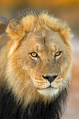 Image showing Portrait of a lion