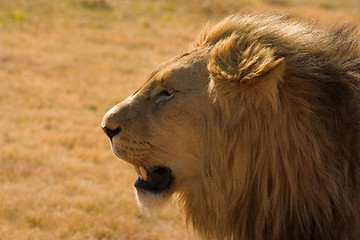 Image showing Portrait of a lion