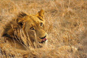 Image showing Portrait of a lion