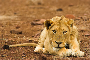 Image showing Portrait of a lion