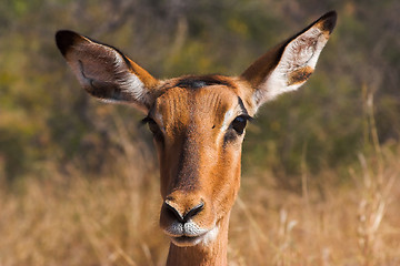 Image showing Portrait of an impala