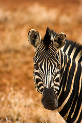 Image showing Portrait of a zebra