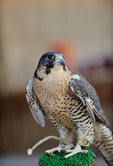 Image showing arab falcon bird