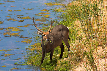 Image showing Portrait of a waterbuck