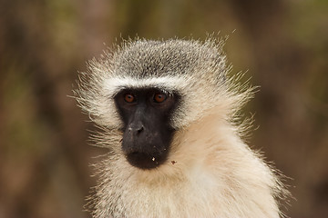 Image showing Portrait of a vervet monkey