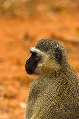 Image showing Portrait of a vervet monkey