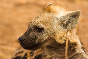 Image showing Portrait of a hyena