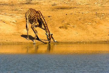 Image showing Drinking giraffe