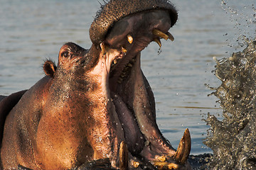 Image showing Portrait of a hippopotamus