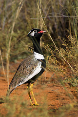 Image showing Portrait of a black bustard