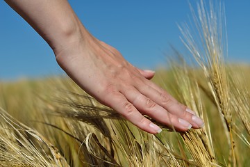 Image showing Hand in wheat field