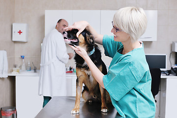 Image showing veterinarian and assistant in a small animal clinic