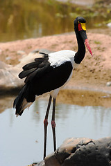 Image showing Portrait of a saddle-billed stork