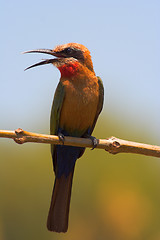 Image showing Portrait of a bee-eater