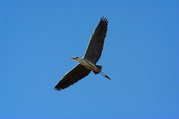 Image showing Grey heron