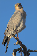 Image showing Portrait of a goshawk