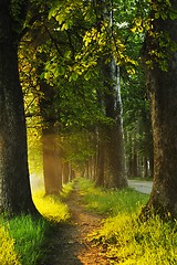 Image showing sunrise in beautiful alley