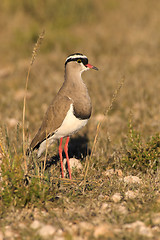 Image showing Portrait of a plover