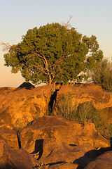 Image showing Acacia tree