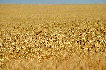 Image showing wheat field with blue sky in background