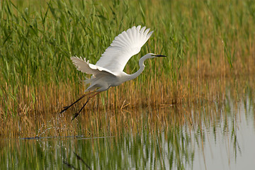 Image showing Great egret