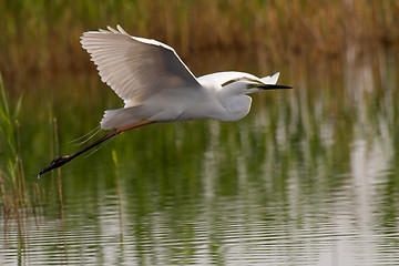 Image showing Great egret