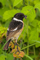 Image showing Portrait of a stonechat