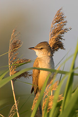 Image showing Portrait of a warbler