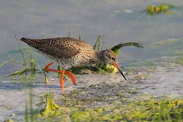 Image showing Portrait of a redshank