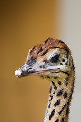 Image showing Portrait of an ostrich