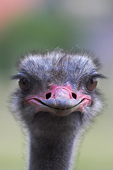 Image showing Portrait of an ostrich