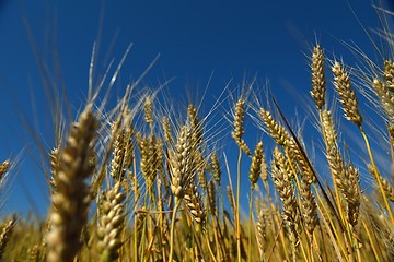 Image showing wheat field with blue sky in background