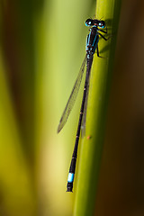 Image showing Closeup of a dragonfly