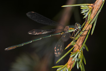 Image showing Closeup of a dragonfly