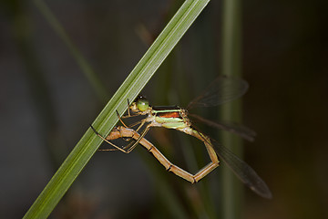 Image showing Closeup of a dragonfly