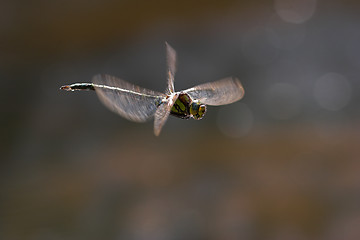 Image showing Closeup of a dragonfly